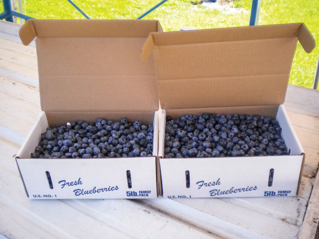 LaPaz Blueberries